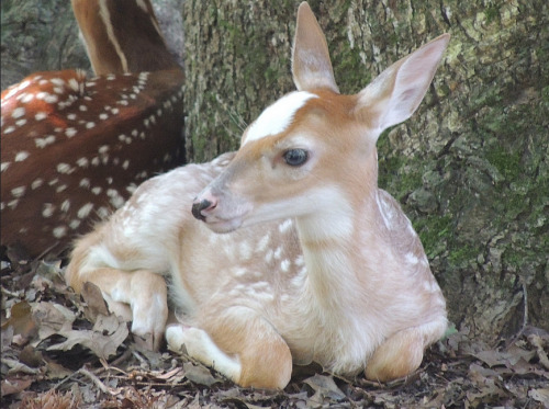 twofacedsheep:Piebald White-tail fawn in Virginia.