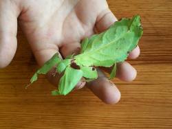 Animal-Factbook:  Known As The “Chameleon” Of Bugs, This Little Fella Frequently