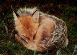 beautiful-wildlife: Fox by Дмитрий Дешевых