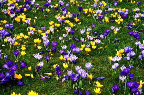 Lost In Crocuses (from Above).