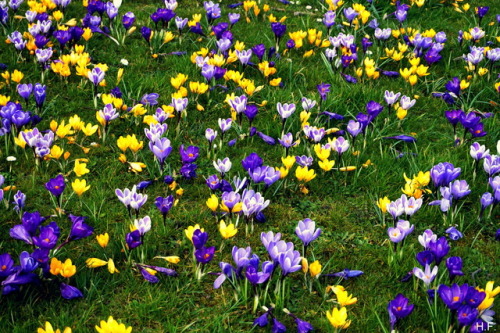 thethingsiveseen-photography: Lost in crocuses (from above).