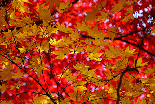 red & yellow by * Yumi * on Flickr.