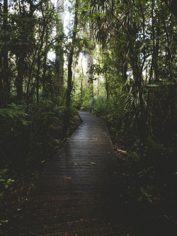 nicwilsonphotography:  Waipoua Forest || Nic Wilson