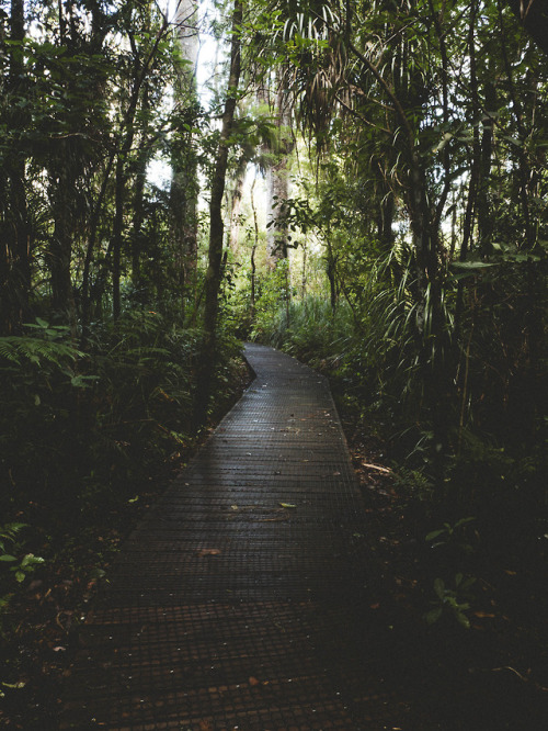 nicwilsonphotography:Waipoua Forest || Nic Wilson