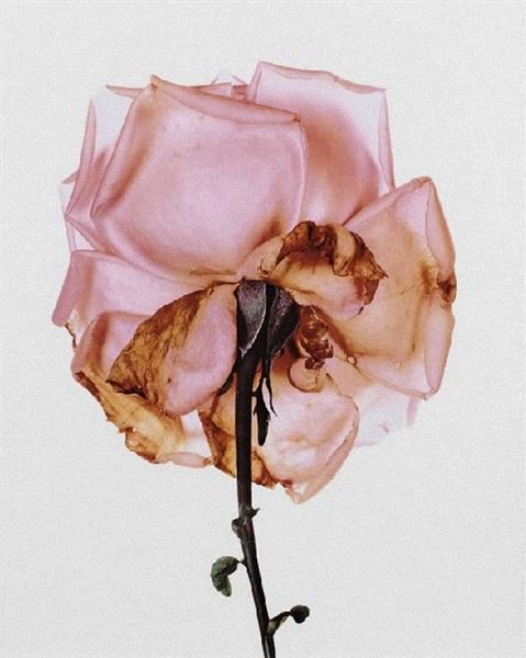 artofoverwhelm:  Irving Penn 