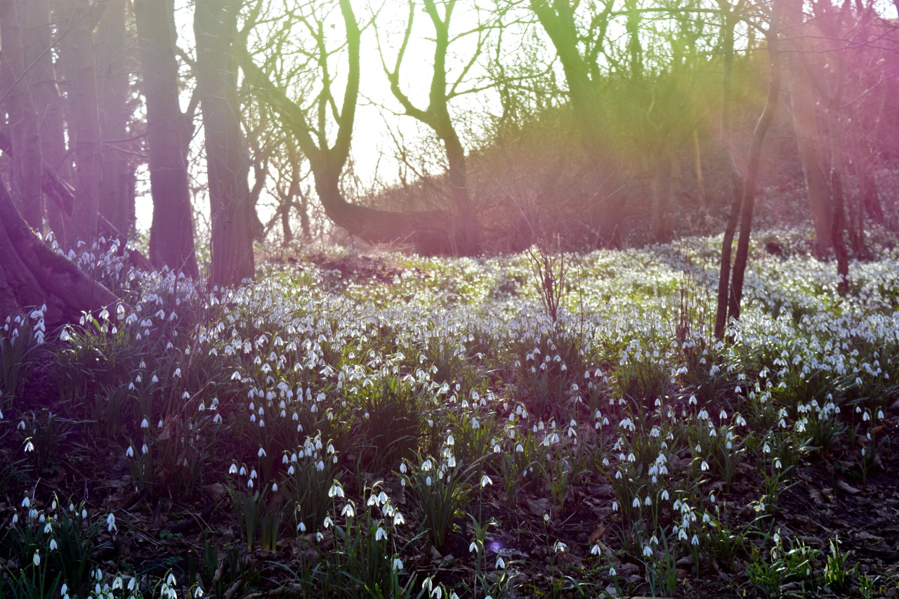 with-grace-and-yoghurt: I’ve Found A Magical Place Thousands, no, millions of snowdrops