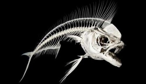 homoskeletal:  Fish skeletons