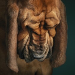 voxamberlynn:  canisalbus:  Dogs Gods by Tim Flach  Love, LOVE, LOOOOVE Wrinkly things. 