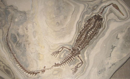 theravenfortheeagle:Before mammals, before true dinosaurs, even before the first great extinction of