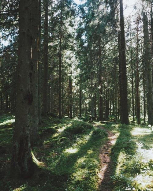 olli-dressler:The hyssnaleden is a 42 km long path through the wonderful swedish landscape. I only w