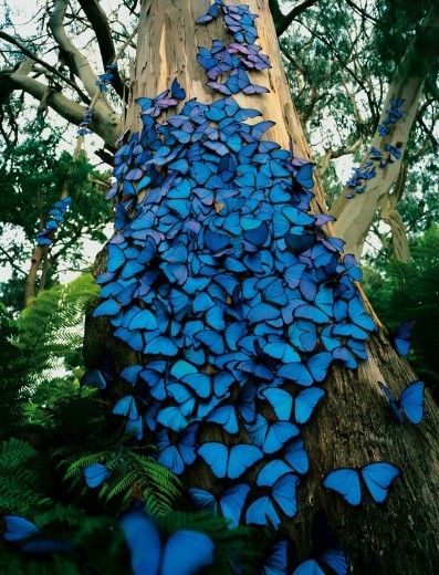 asapscience:A rabble of Blue Morpho butterflies in the Amazon rain forest, Brazil.Photo by Kelvin Hu
