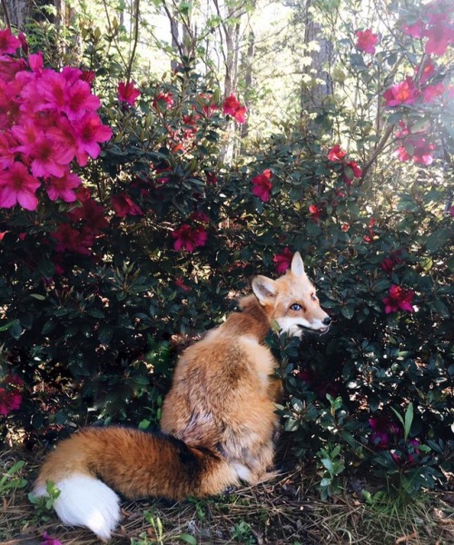 babydogdoo: The adventure fox