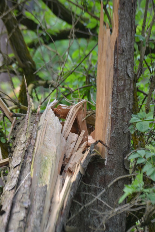 fallen trees