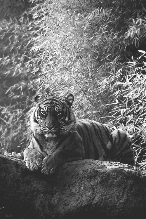 torturin:   B&amp;W BLOG - FOLLOWING BACK EVERYONE 