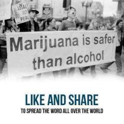 smokeshop:  Marijuana IS Safer then Alcohol!
