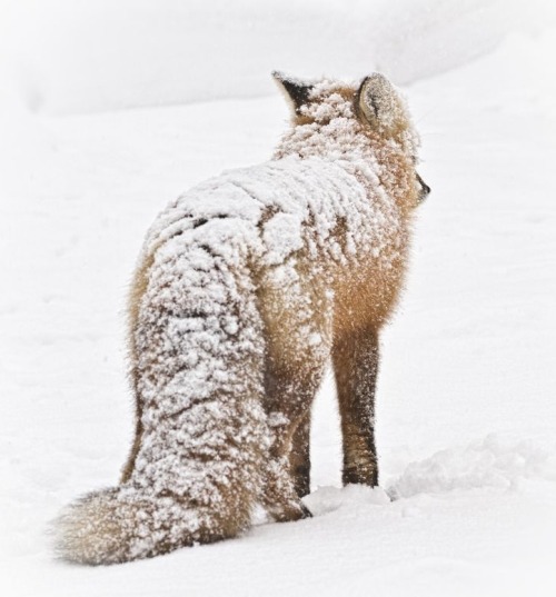 beautiful-wildlife: Photo Series | ~ It is what it is ~ Images by ©  • Cathy Gauthier  Knowing that a storm is upon us, this fox drops his head as the wind starts to pick up. He’s healthy and has a beautifully thick coat. He can deal with the storm