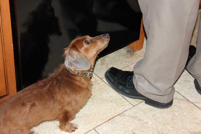 begging dog on Tumblr
