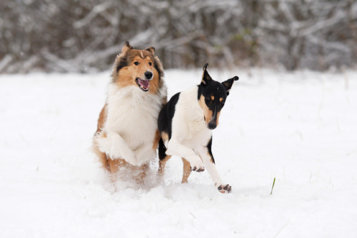 rough collie