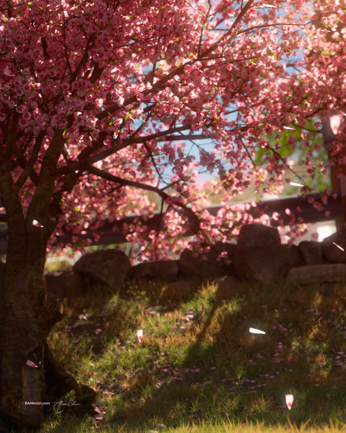  Under Sakura Tree Blender Scene & Full size (7200 x 9000 px) Under Sakura Tree Blender Scene &a