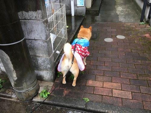 shibainu-komugi:今日の柴犬の小麦さん #shiba #dog #komugi #柴犬