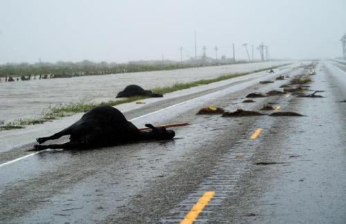 Porn photo massconflict:  The fiercest hurricane to