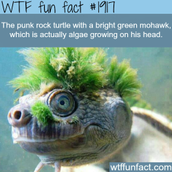 wtf-fun-factss:  Punk turtle - WTF fun facts 