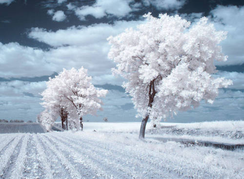 bobbycaputo:  Infrared Nature Photography by Przemyslaw Kruk   