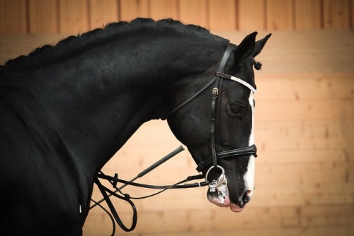 pride-riding: Sir Oldenburg by Stefan Sager on Flickr