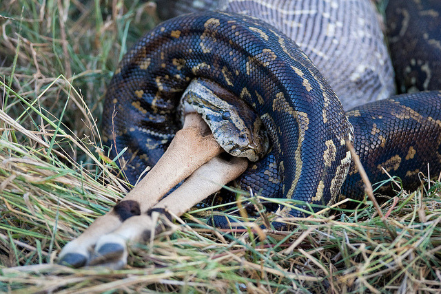 ZeLaFlare