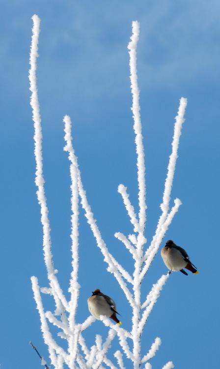 Waxwing on winter branches.Source: https://bit.ly/3pphJ3L