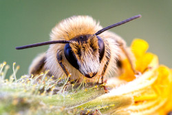 animalkingd0m:  Bee by Björn Rösner 