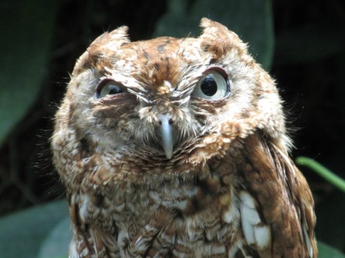 knicromaniac:fozmeadows:the face I make when someone tries to speak to me before 11am