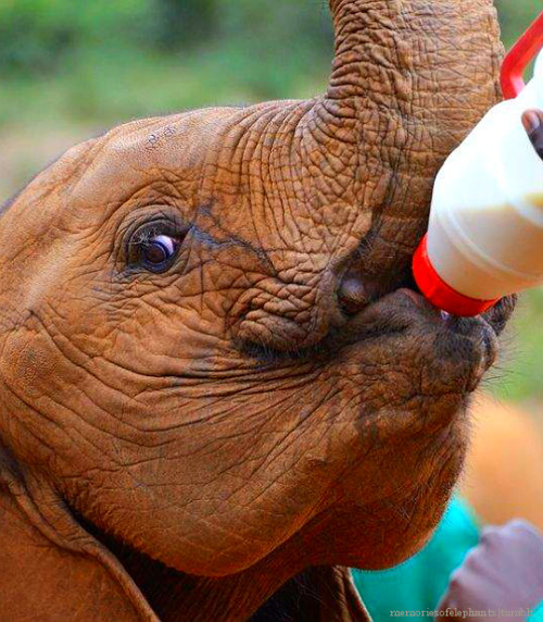 memoriesofelephants:Orphan baby ele feeding from a bottle at the David Sheldrick Wildlife Trust (DSW