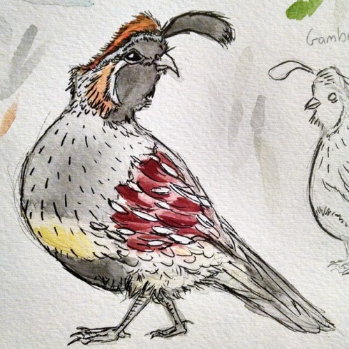 Gambel’s quail. Watercolor and Kuretake brush pens. #quail #animals #watercolor #sketchbook #i