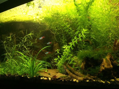 Overgrown 40 breeder