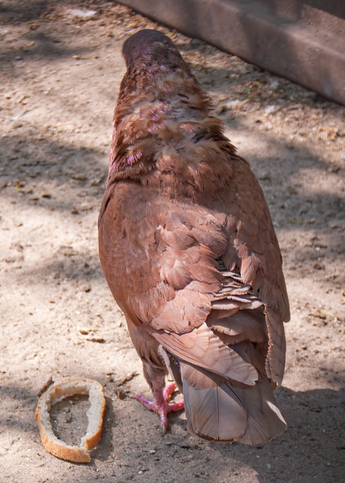 May 12 2011. A zoo in Zaporizhia city. Gorgeous King pigeon roo with molting, but yet very fluffy ne