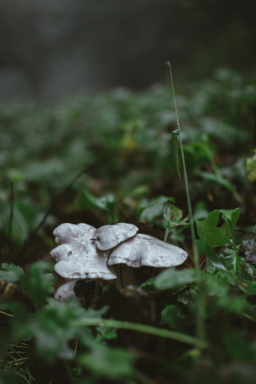 Roadside Mushrooms