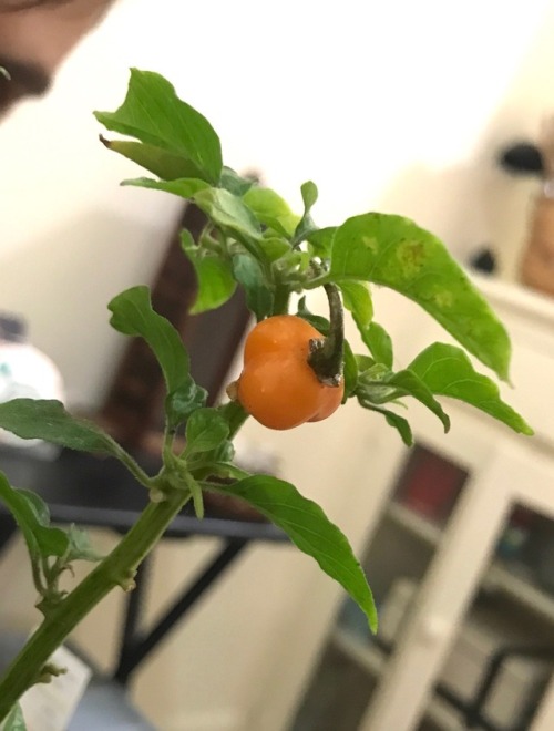 11.12.17 - Isaac&rsquo;s plant pushed out one v tiny pepper this season. The leaves are gradually ge
