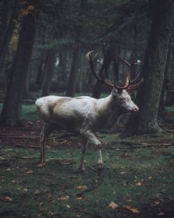 megarah-moon:  “A Stroll Through The Woods” by Gangelt