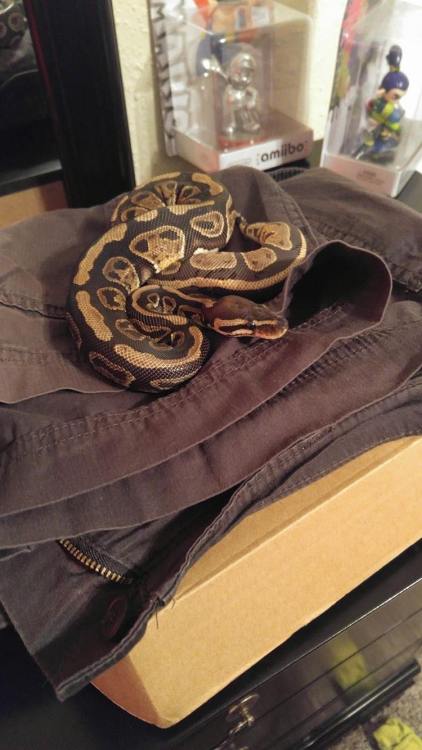 destinyvirus:mouse is a trouser snek