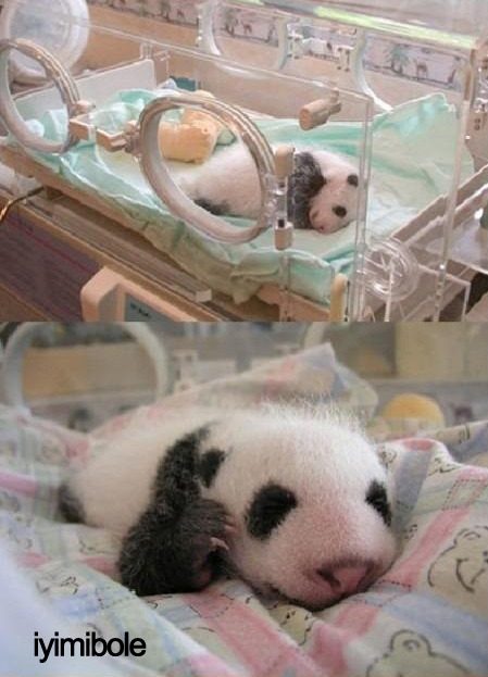 espirisiniaciklayankiz:iyimibole:yerim lan.jYa çok sevimli be 🐼🐼🐼
