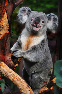 magicalnaturetour:Smiley (by Bill Gracey)