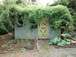 flowerfood:  The overgrown shed that I said