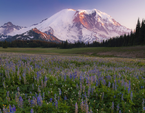 te5seract:Rainier & Full of Life by Trevor Anderson