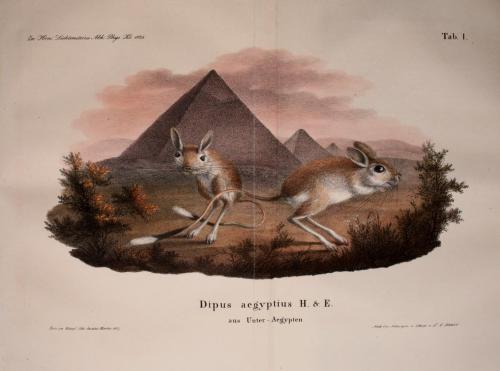 smithsonianlibraries:If you want to drive home the point that it’s a lesser Egyptian Jerboa you’re i