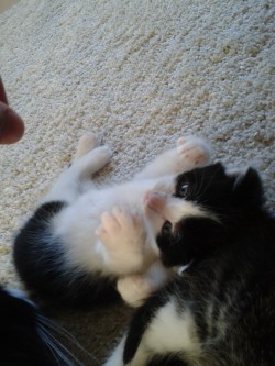 baromonster:  One of my kittens. They grow up so fast