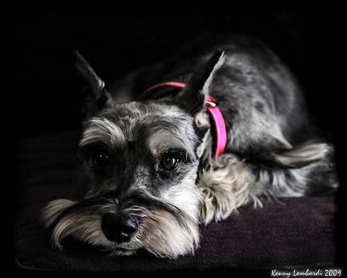 Black miniature schnauzer figurine