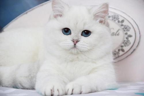 scottishstraight:Eyes of the color of the seaAmazing