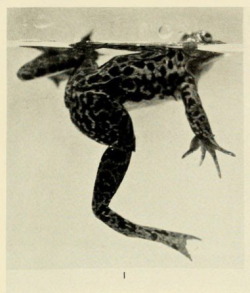 nemfrog:  Male Mink frog, collected at Hart Lake, Adirondack Mts., N.Y., July 5, 1923. Life-histories of the frogs of Okefinokee swamp, Georgia. 1931.  I love frogs and I miss them. I saw some tadpoles the other day and it was the first time in so long.