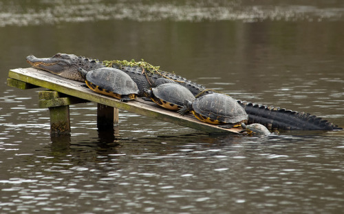 thepredatorblog:  Look at them all just sunbathing together (by twcrowe50) 